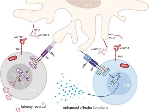 celine gubser|Immune checkpoint blockade in HIV .